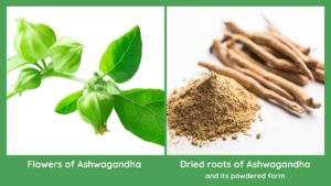 Ashwagandha flowers (in left image) and Ashwagandha roots with its powdered form (in right image)