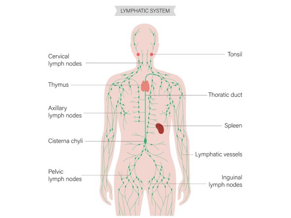 Lymphatic-system